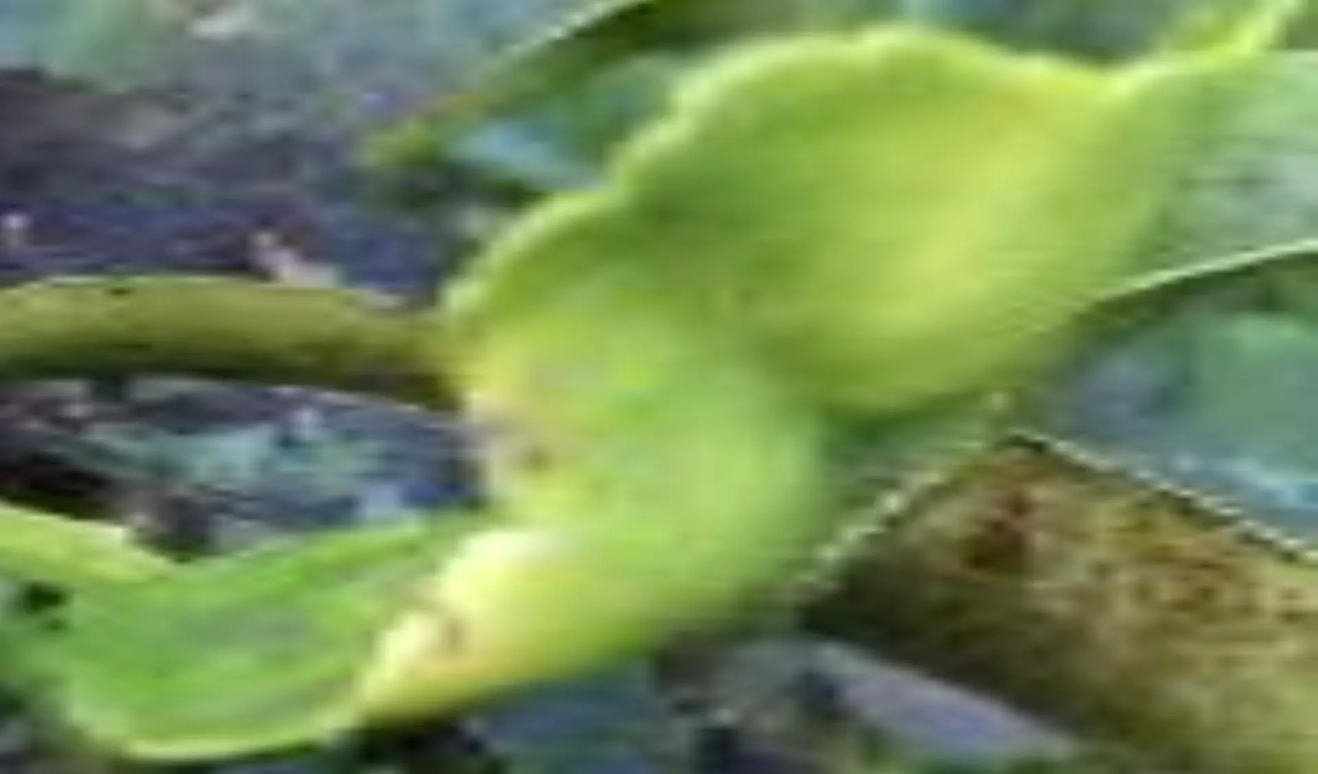 this-bird-does-exist-01.jpg