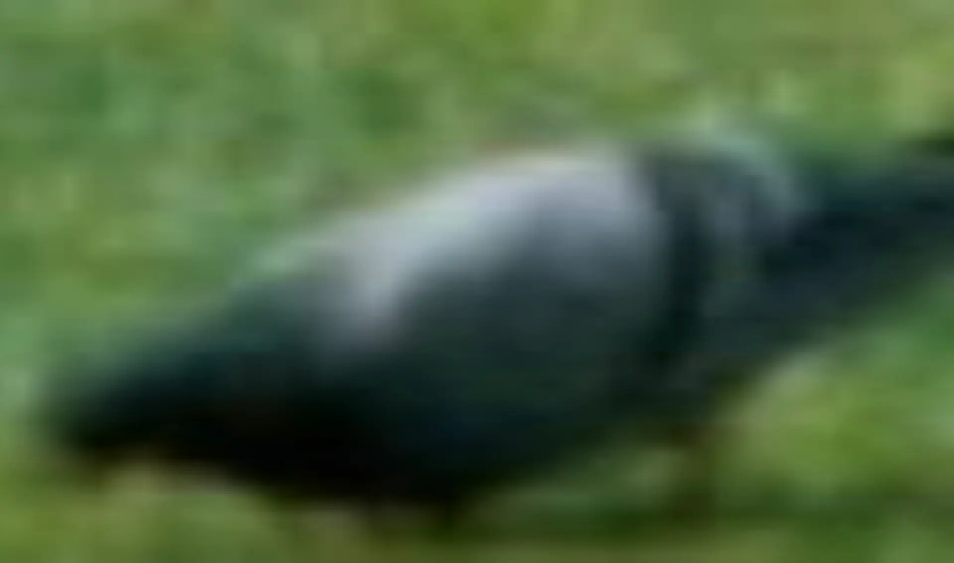 this-bird-does-exist-04.jpg